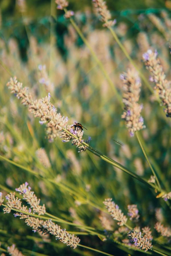 B&B Al Giardino Dei Laghi Revine Lago Zewnętrze zdjęcie