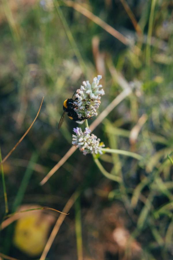 B&B Al Giardino Dei Laghi Revine Lago Zewnętrze zdjęcie